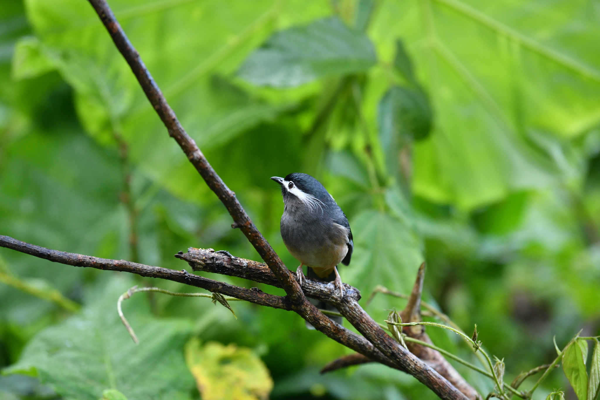 White-eared Sibia (Heterophasia auricularis), photo 7