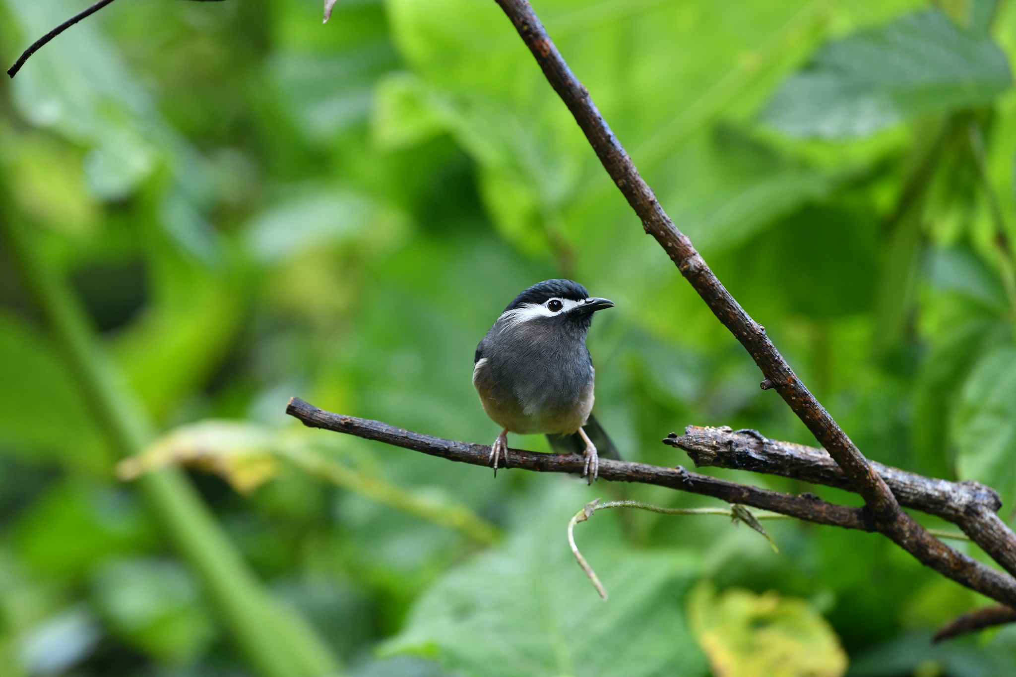 White-eared Sibia (Heterophasia auricularis), photo 8