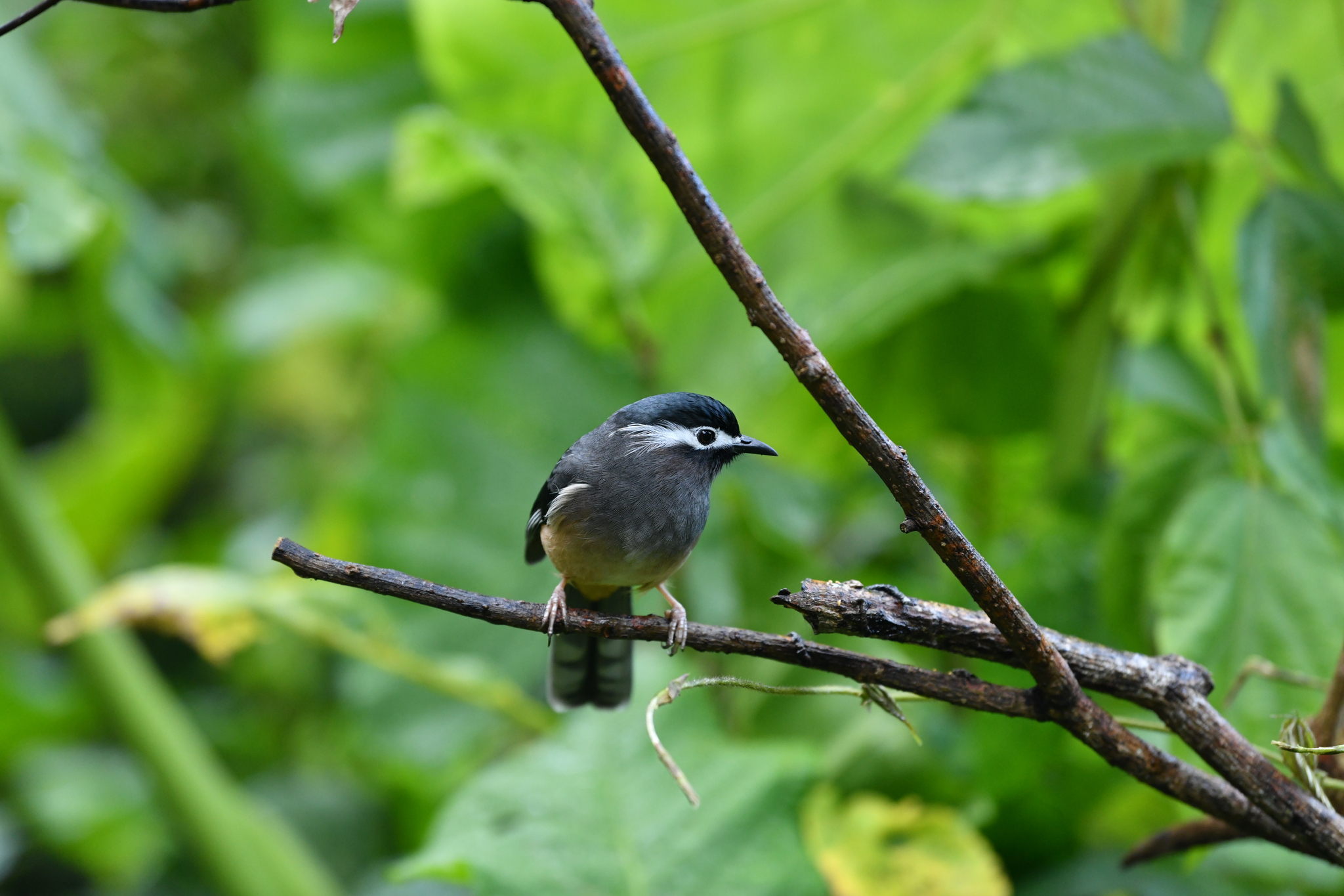 White-eared Sibia (Heterophasia auricularis), photo 2