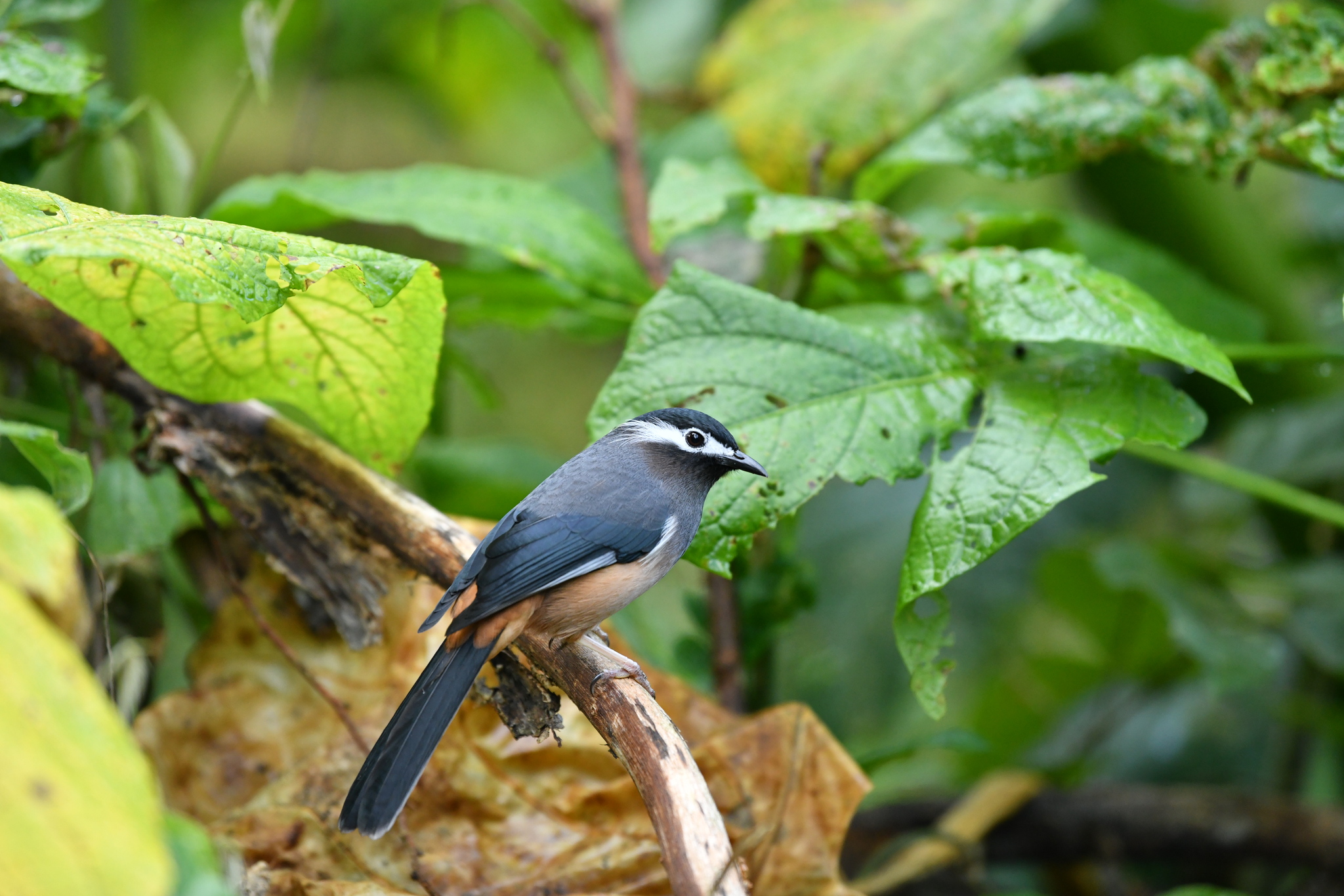 White-eared Sibia (Heterophasia auricularis), photo 1