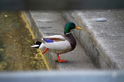 Stockente