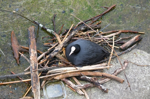 Blässhuhn