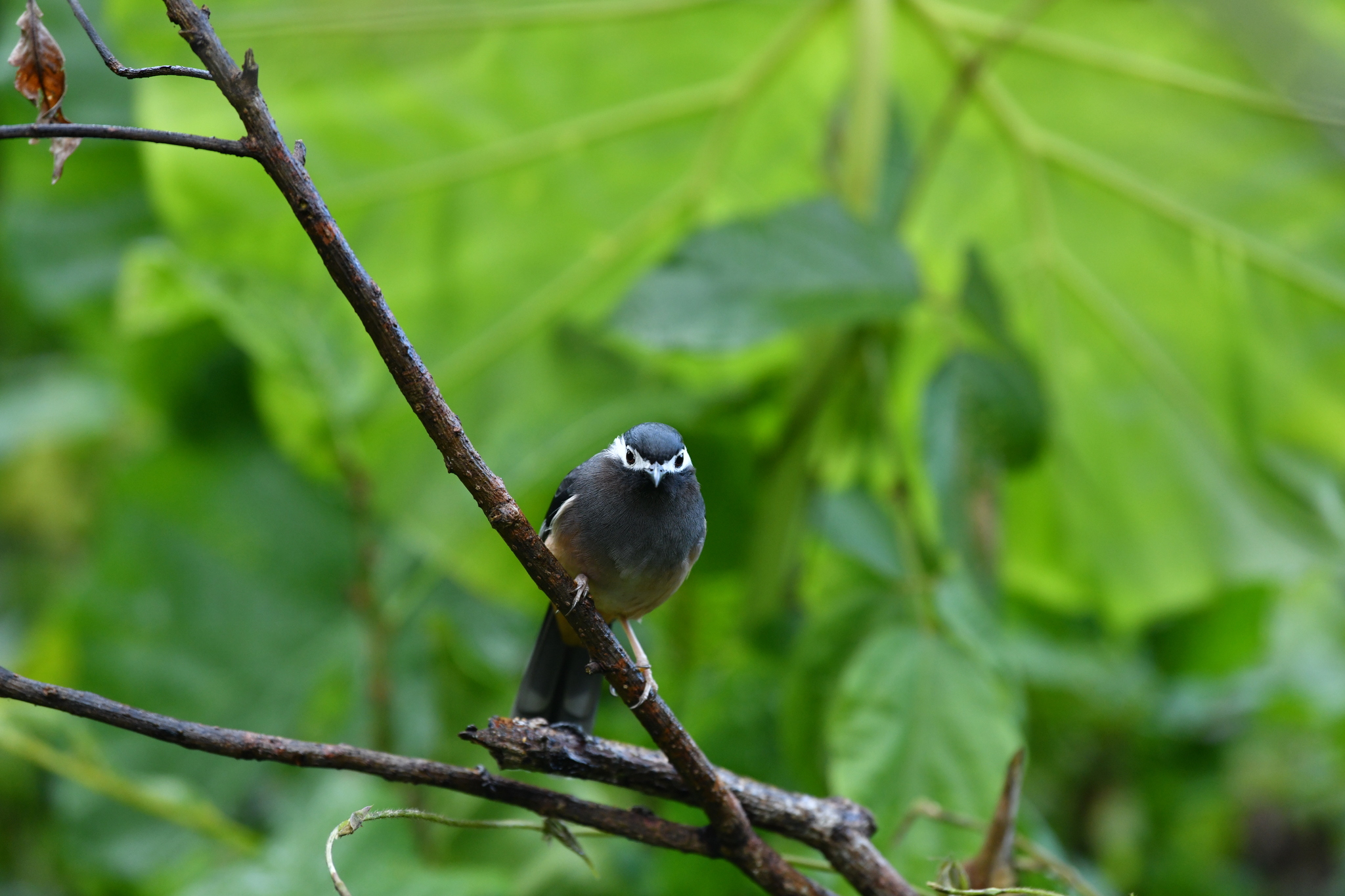 White-eared Sibia (Heterophasia auricularis), photo 9