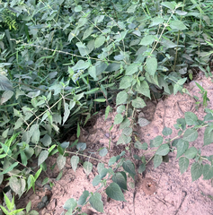 Salvia rypara, photograph (c) River Ahlquist, some rights reserved (CC BY)