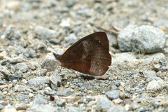 Lymanopoda obsoleta