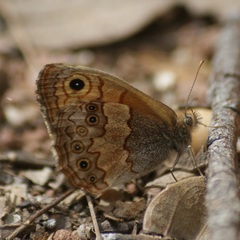 Paramacera xicaque xicaque