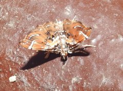 Musotima suffusalis
