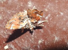 Musotima suffusalis