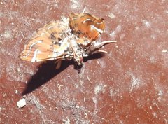 Musotima suffusalis