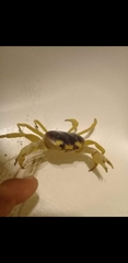 Gecarcinus