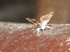 Musotima suffusalis