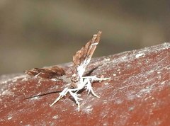 Musotima suffusalis