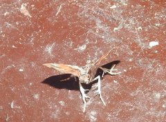 Musotima suffusalis