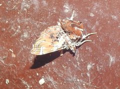 Musotima suffusalis