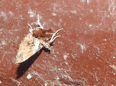 Musotima suffusalis