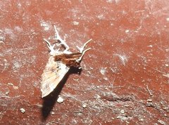 Musotima suffusalis