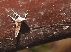 Musotima suffusalis
