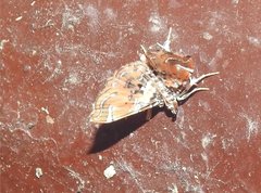 Musotima suffusalis