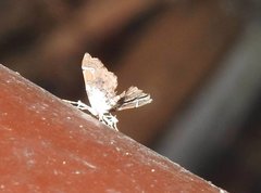 Musotima suffusalis