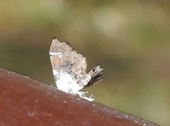 Musotima suffusalis
