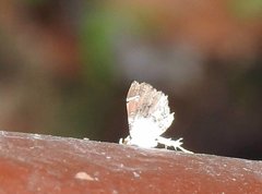 Musotima suffusalis