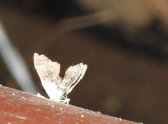 Musotima suffusalis
