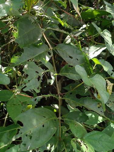 Image of Bunchosia glandulosa by (c) Daniel Cahen, some rights reserved (CC BY)