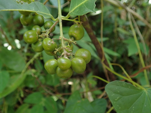 Peanut Butter Fruit (Bunchosia glandulosa)