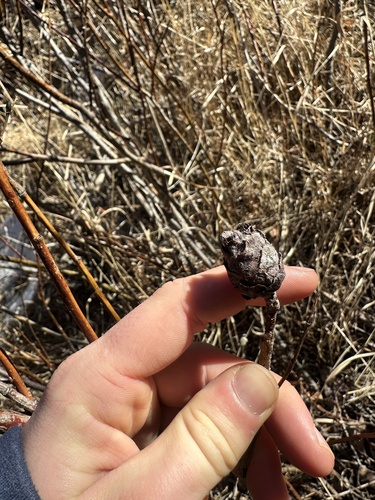 Unknown species found near Laramie, WY, US