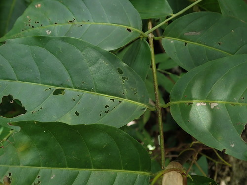 Image of Bunchosia glandulosa by (c) Daniel Cahen, some rights reserved (CC BY)