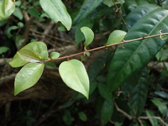 Pisonia aculeata
