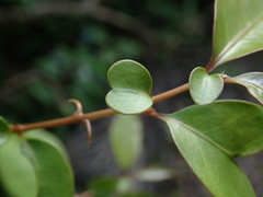 Pisonia aculeata