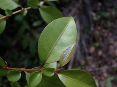 Pisonia aculeata