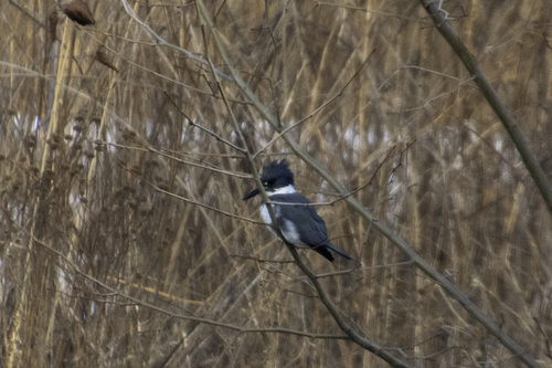 Belted Kingfisher