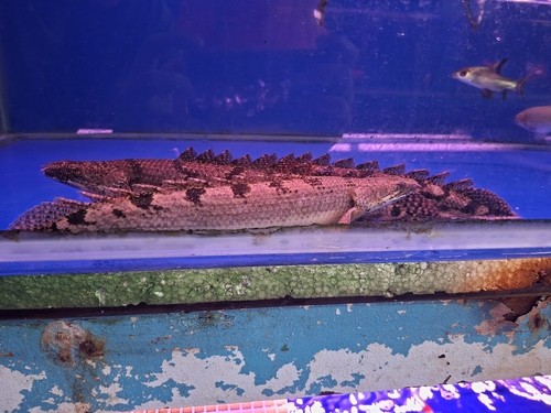 Barred bichir (Polypterus delhezi) — Polypteridae — 5