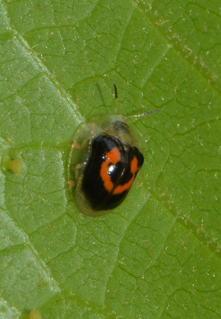 Charidotella moraguesi