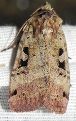 Xestia normanianus