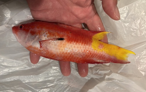 Spotfin hogfish (Bodianus pulchellus) — Labridae — 2