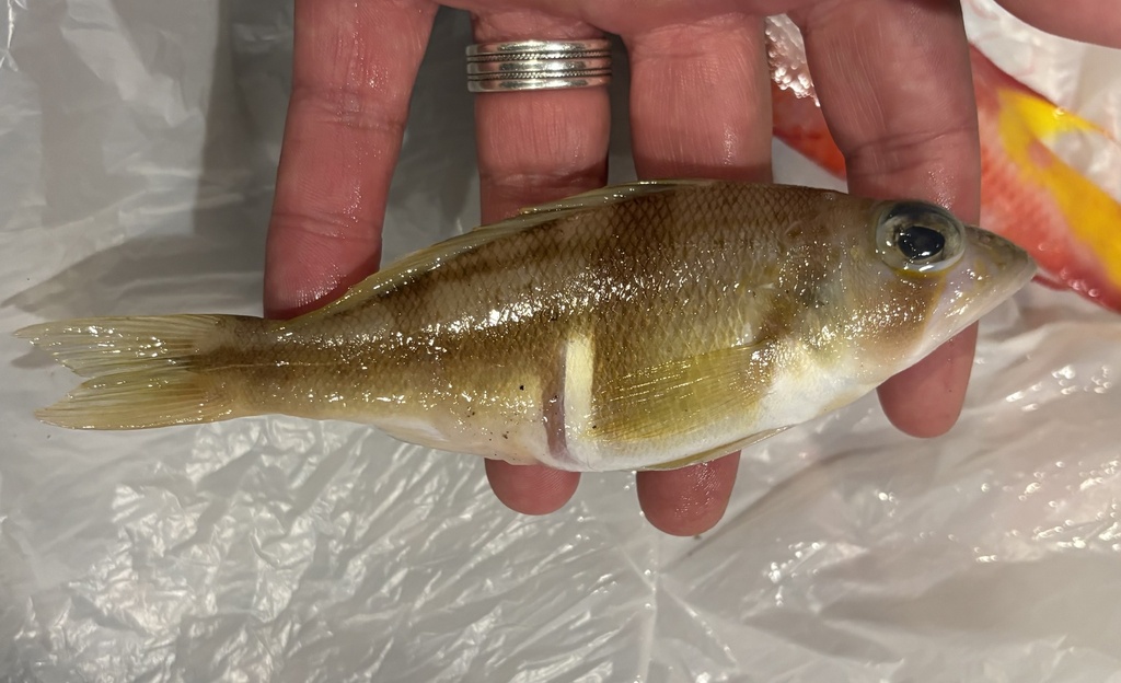 Phoebe (Serranus phoebe) — Serranidae