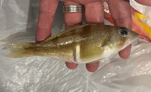 Phoebe (Serranus phoebe) — Serranidae