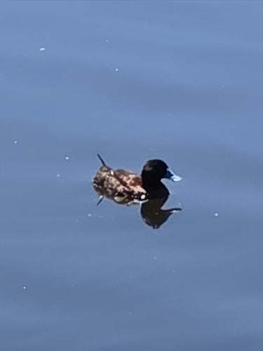 Blue-billed Duck (Oxyura australis), photo 5