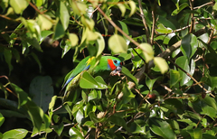 Cyclopsitta diophthalma