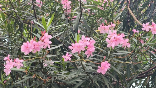 Nerium oleander