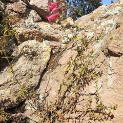 Penstemon isophyllus