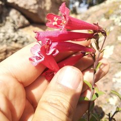 Penstemon isophyllus