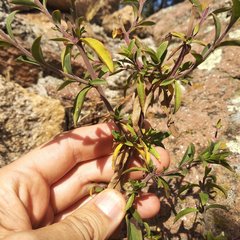 Penstemon isophyllus