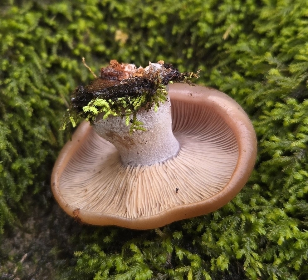 Collybia nuda · February 2026 · photo: © benfungi (iNaturalist, cc-by)