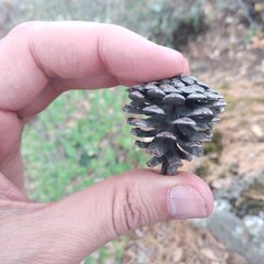 Pinus teocote
