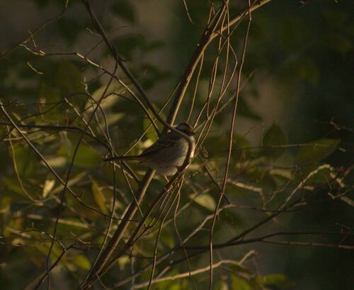 White-throated Sparrow