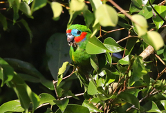 Cyclopsitta diophthalma